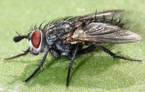 Réf. 190 138 : Linnaemya lithosiophaga